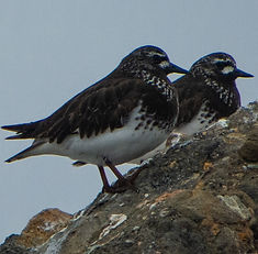 Black turnstones in LA Harbor