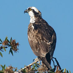 Osprey in LA Harbor