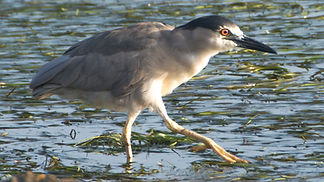 Black crowned night heron in LA Harbor