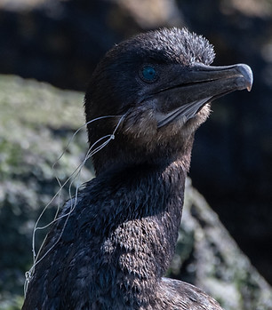 Cormorant entangled in fishing line