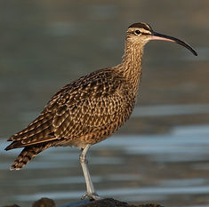 Whimbrel in LA Harbor