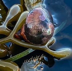 Sea snail in LA Harbor