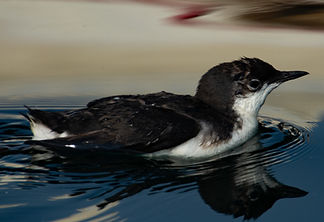 Craveri's murrelet in LA Harbor 