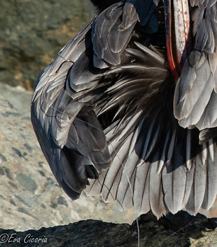 brown pelican with fishing line and hook in its feathers