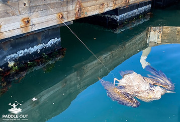 Heron entangled in fishing line