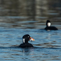 Surf scoter in Alamitos Bay