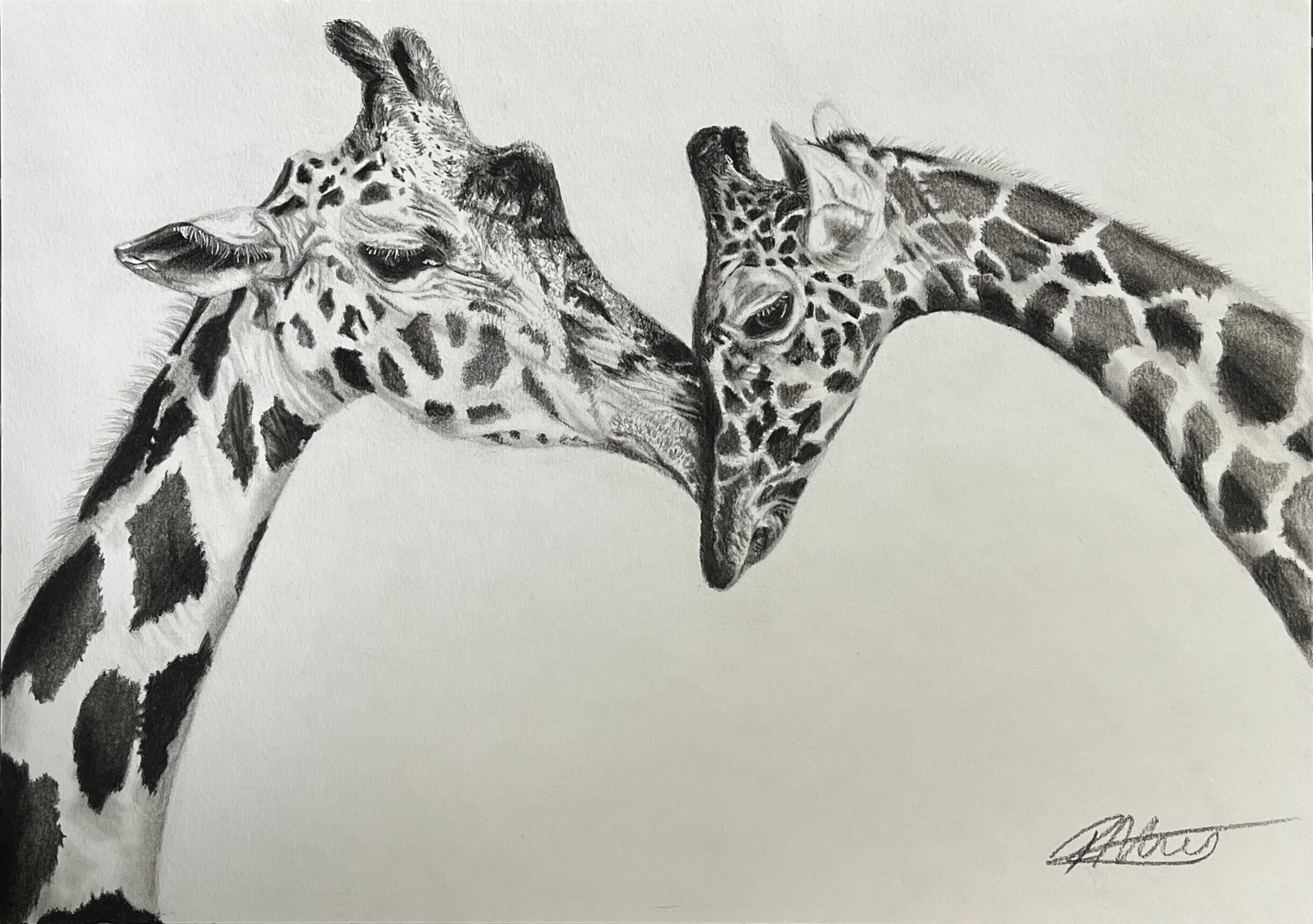 Limited Edition Print Charcoal Drawing of Giraffes A3