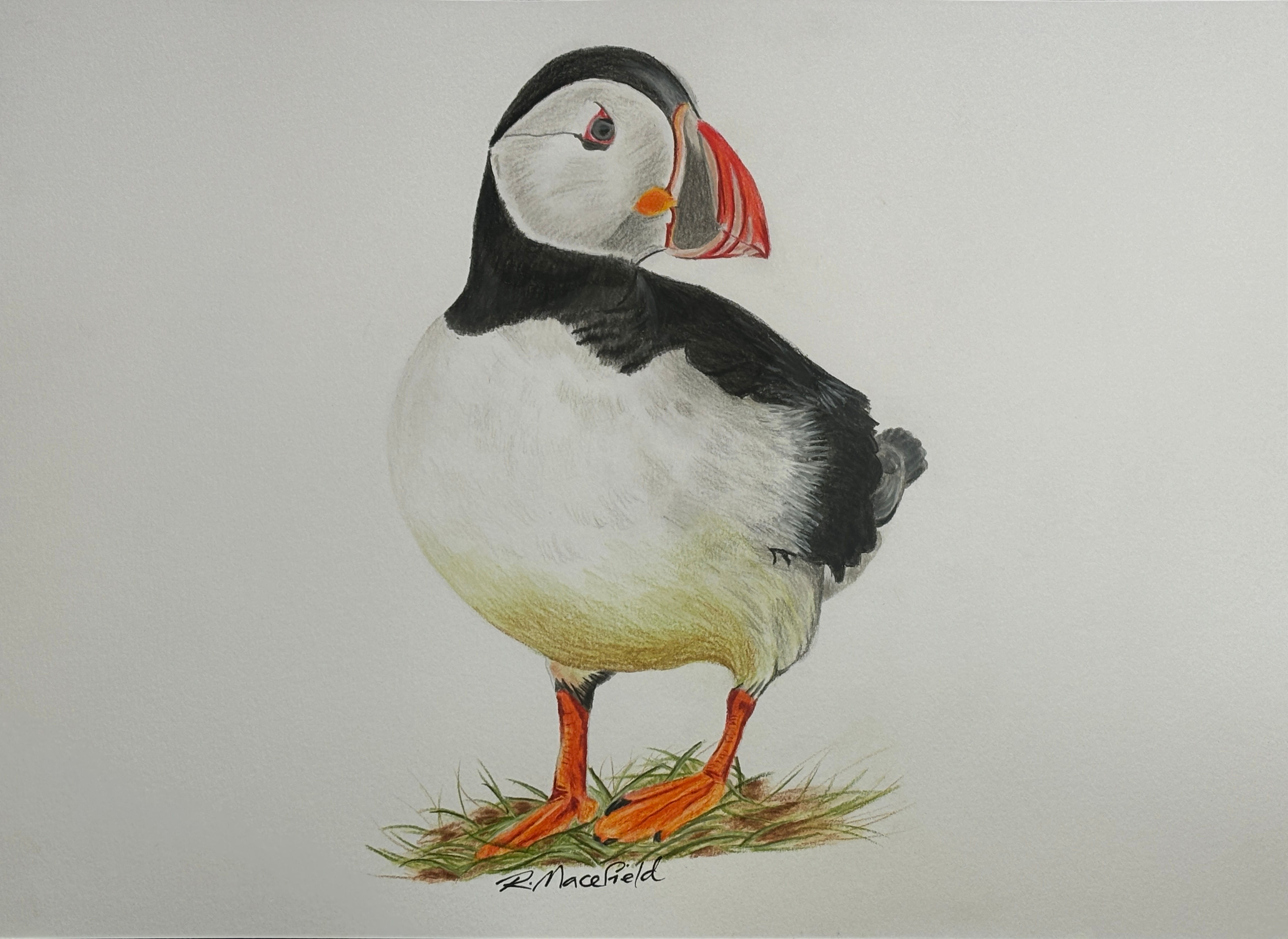 Limited Edition Print of a Coloured Pencil Drawing of a Puffin A3