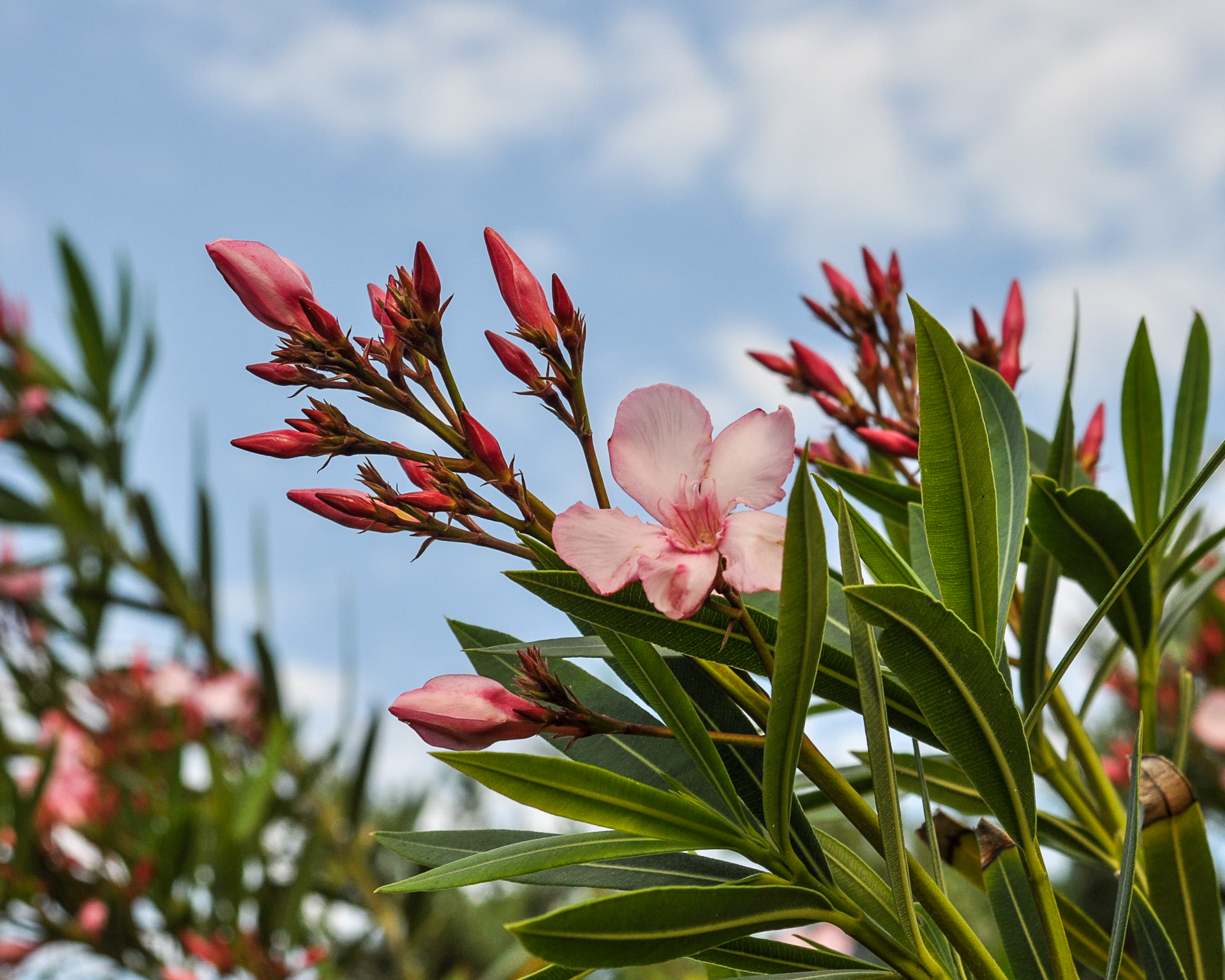 Flowers in the Outer Banks