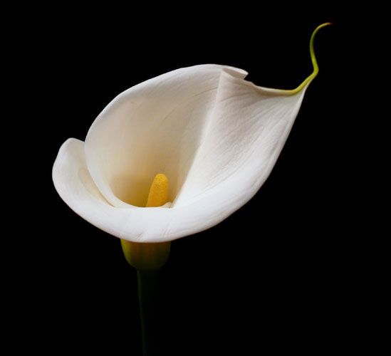 White Calla