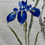 Thumbnail: Pheasant & Flowers