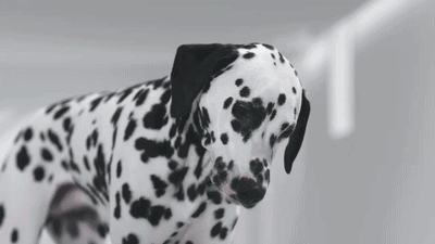 Sky Arts | Dogs Spots