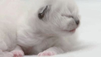 Royal Canin | Kittenhood - Full Length
