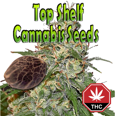 Top Shelf Cannabis Seeds