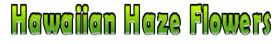 Hawaiian Haze Flowers