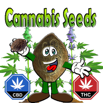 Cannabis Seeds