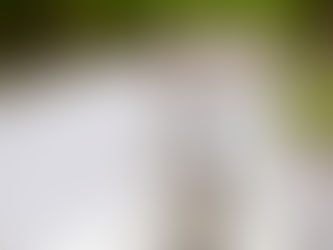 ¿Cómo funciona la memoria del perro?