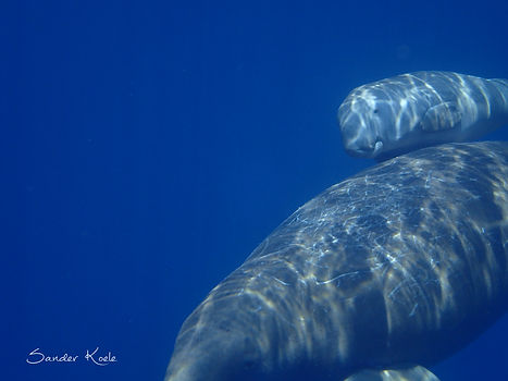Calf dugong