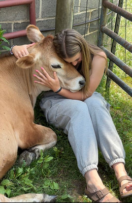 Cow Cuddles.jpg