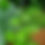 Thumbnail: Wise Oak Obelisk 36, 47, 72"