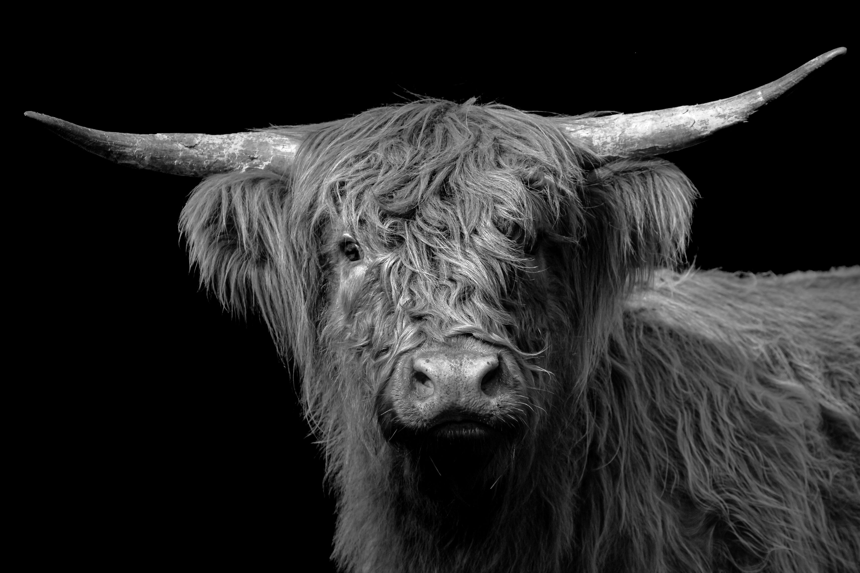 Highland cow monochrome