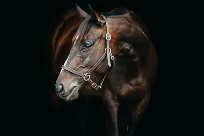 blackbackground horse portrait