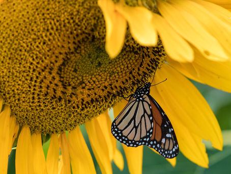 Photo of the week: September 9, 2019