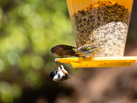 Photo of the week: June 21, 2021