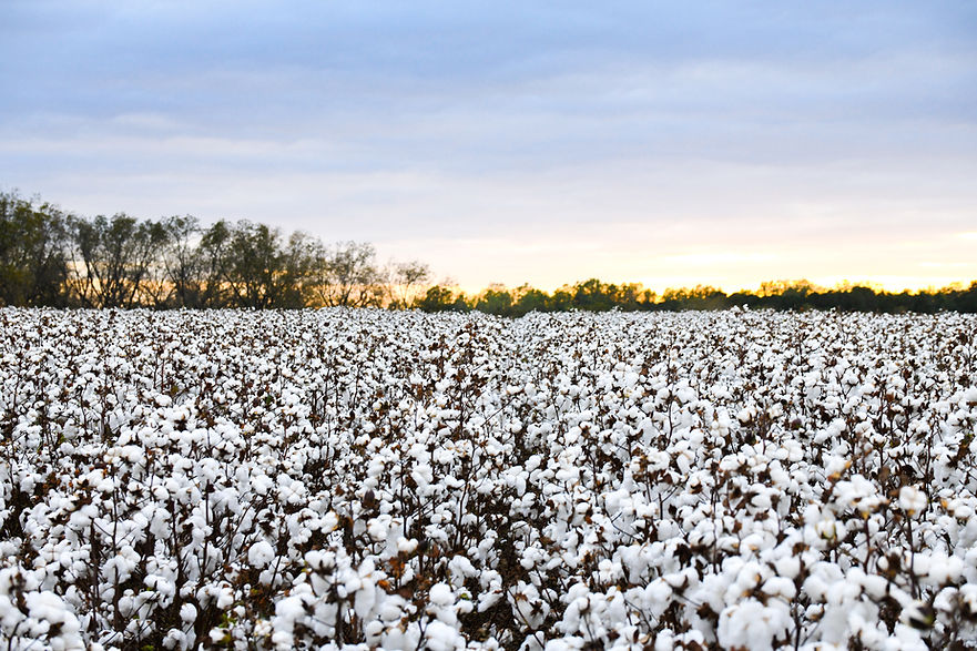 5_Defoliated Cotton in South Georgia.jpg