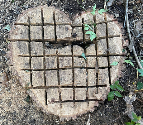 heartstump.jpg