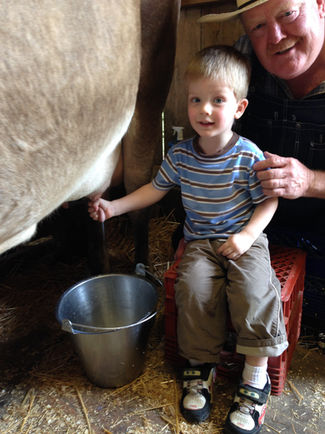 School field trip groups enjoy milking our cow.