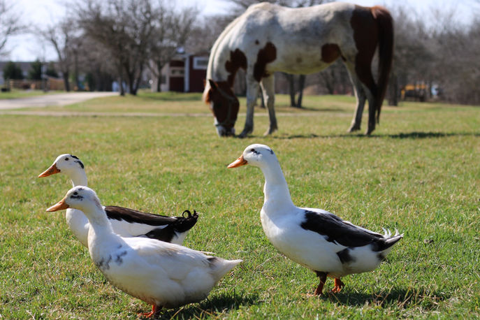 You never know who you will meet on the farm.