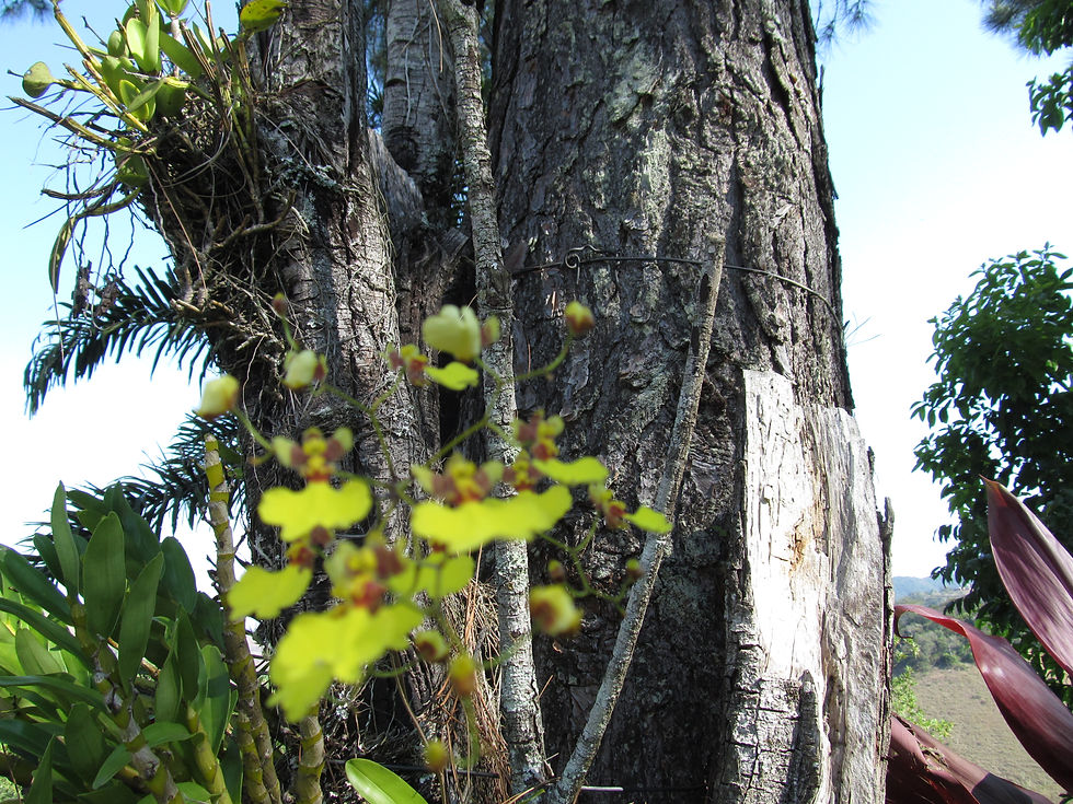 Orquídeas