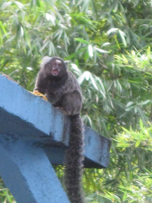Mico do Tufo Branco