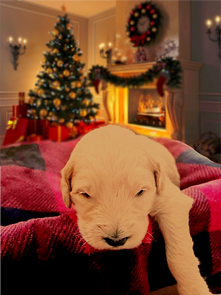 GDP - Randall (Xmas Single).png