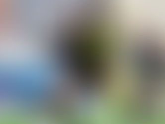 Phoenix women drop points to Melbourne City