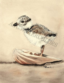 PIPING PLOVER