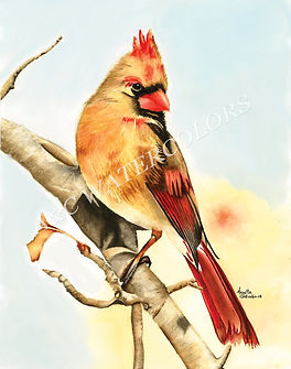 CARDINAL-FEMALE