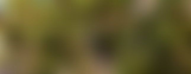 ツリー　アレンジメント