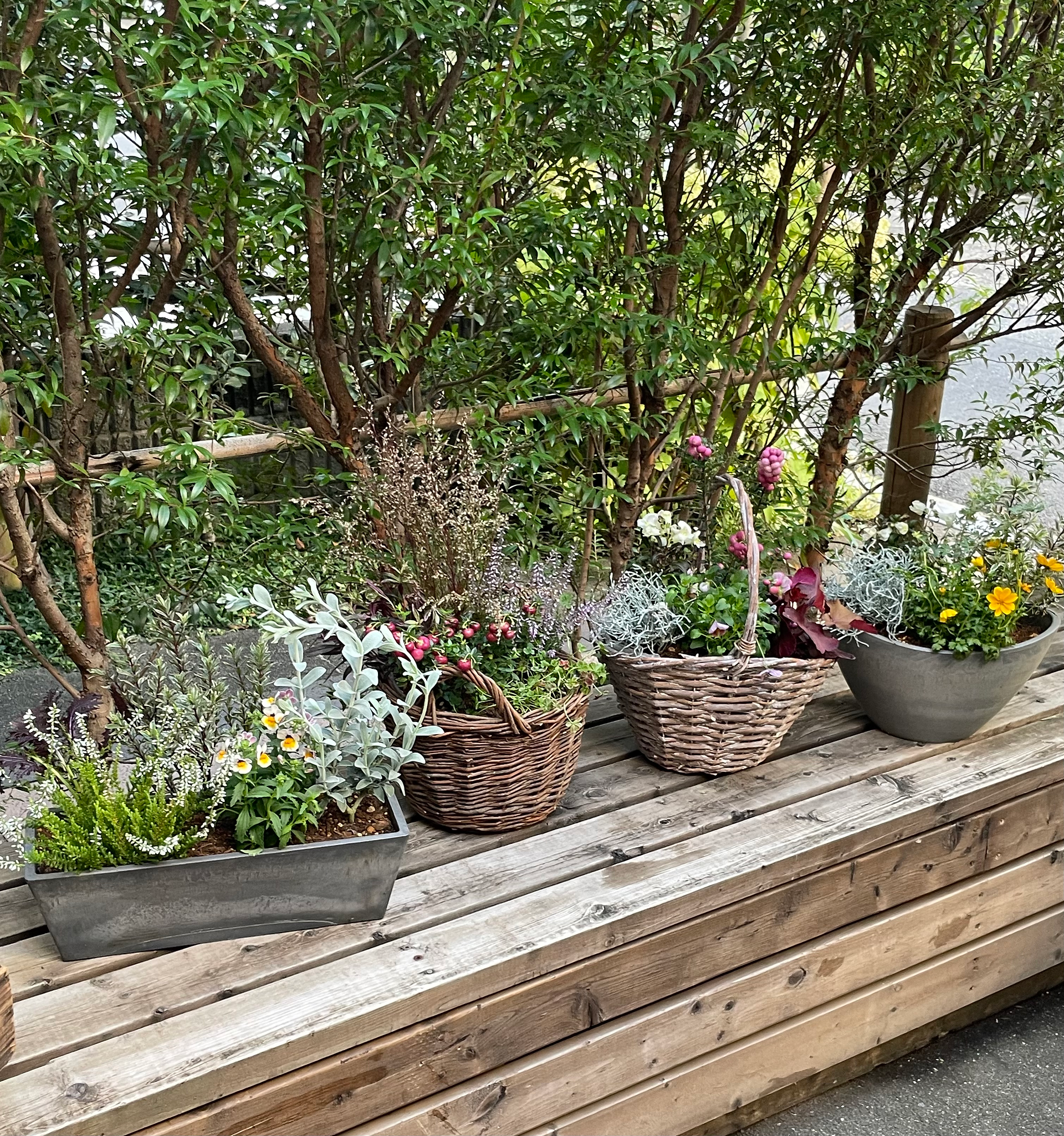 秋　寄せ植え　オリジナル