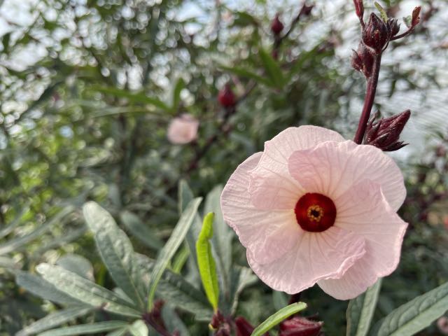 ローゼルの花