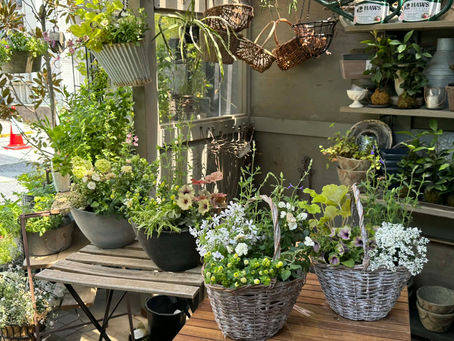 4/26(日)【植物と暮らす】自分好みのセレクト苗でつくる　春から夏の寄植え講座