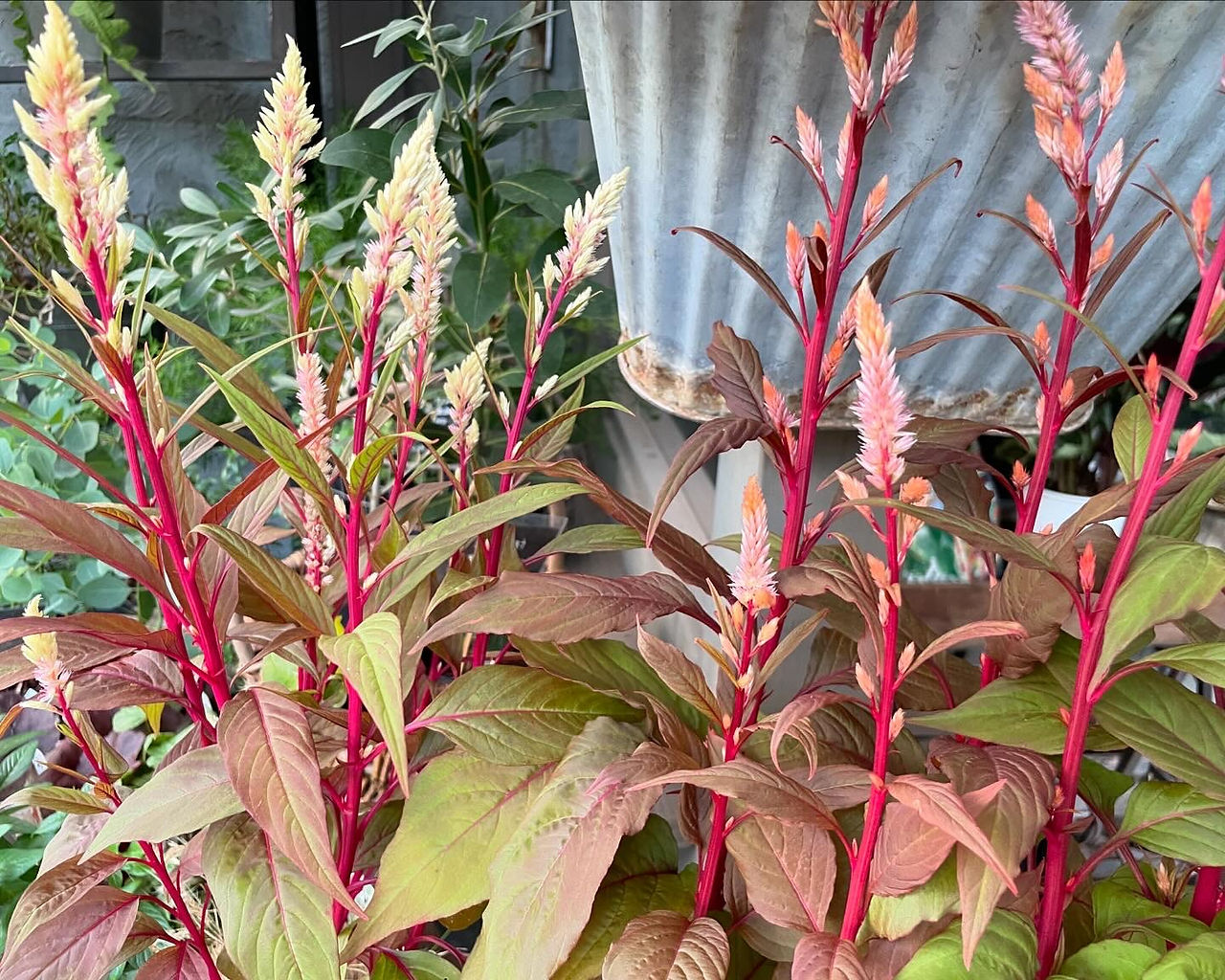 秋　寄せ植え　苗