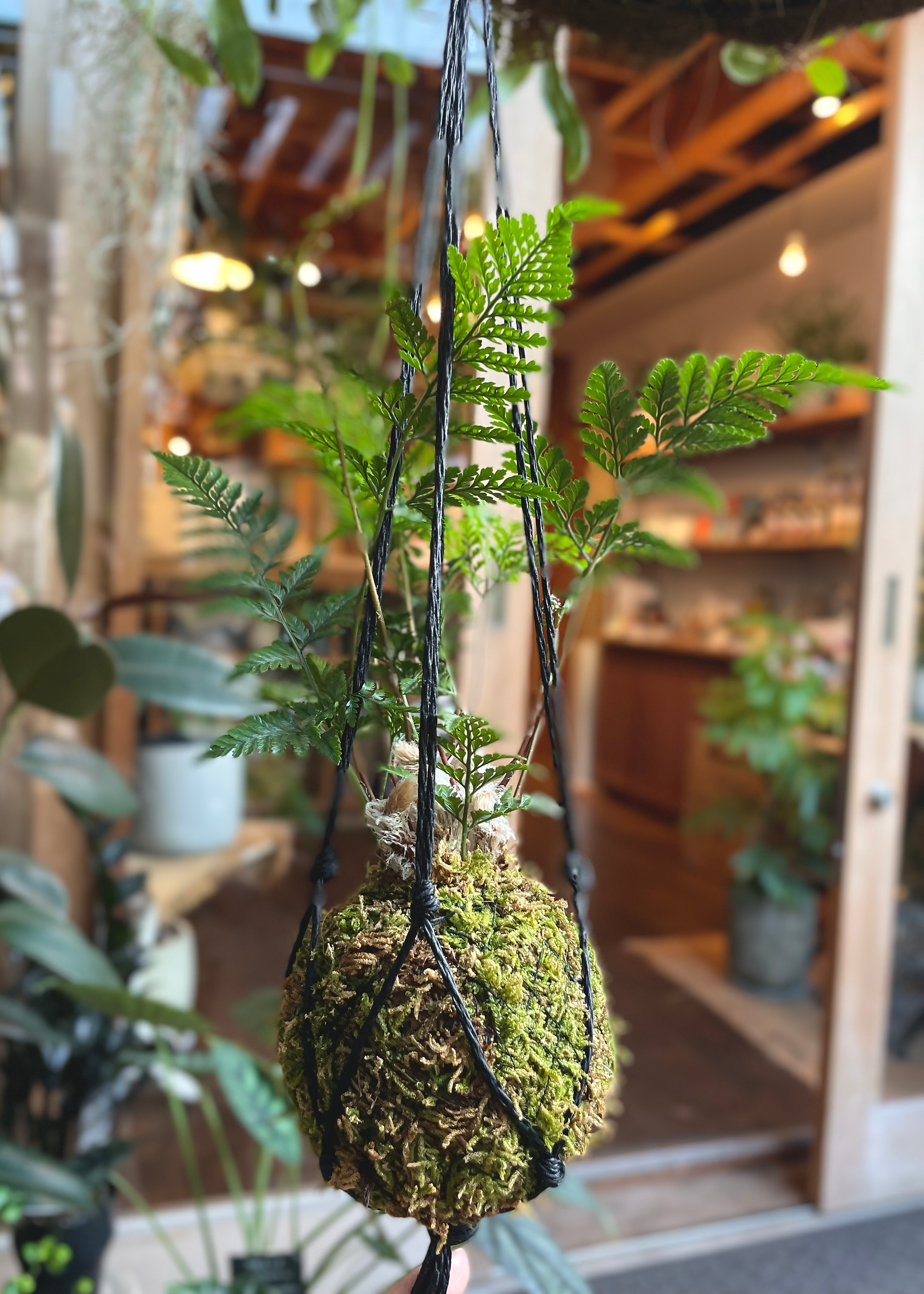 シノブ苔玉