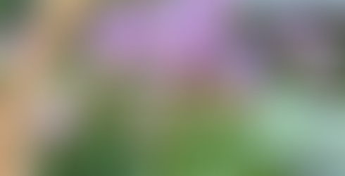 ビオラ　はんなり小町