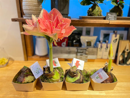 置くだけで大輪の花！アマリリスの球根販売中