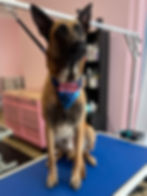 Malinois dog on a pet grooming table wearing a bandana