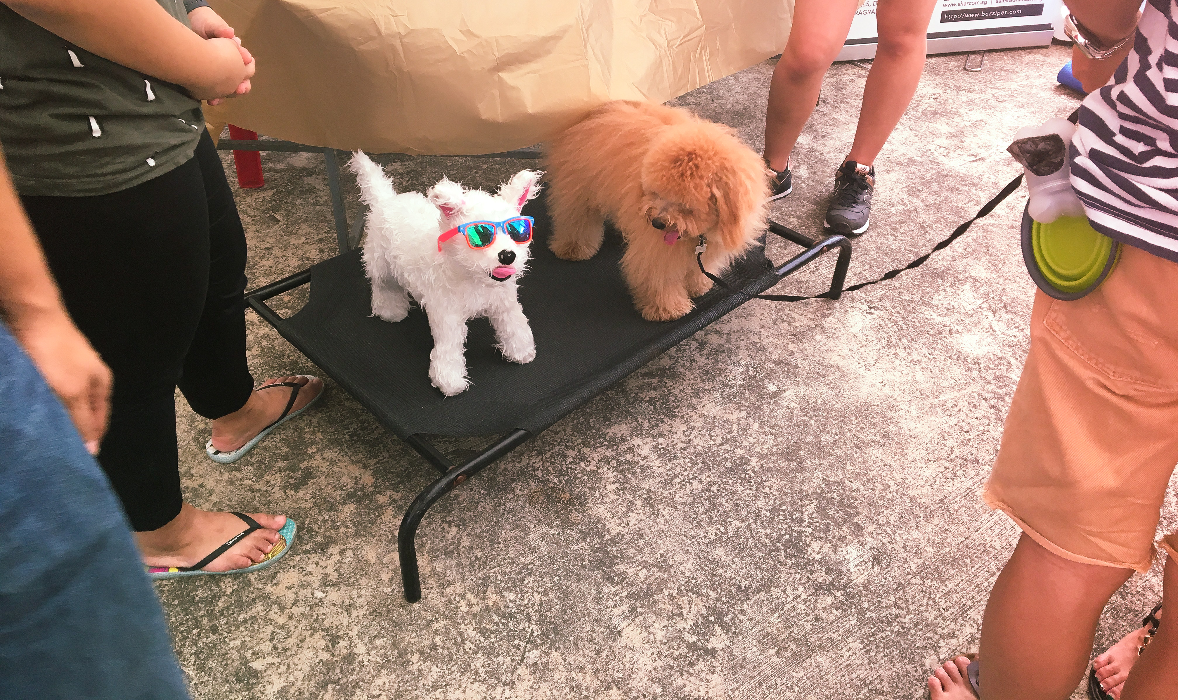 Adoption Drive 2017 - Singapore 1