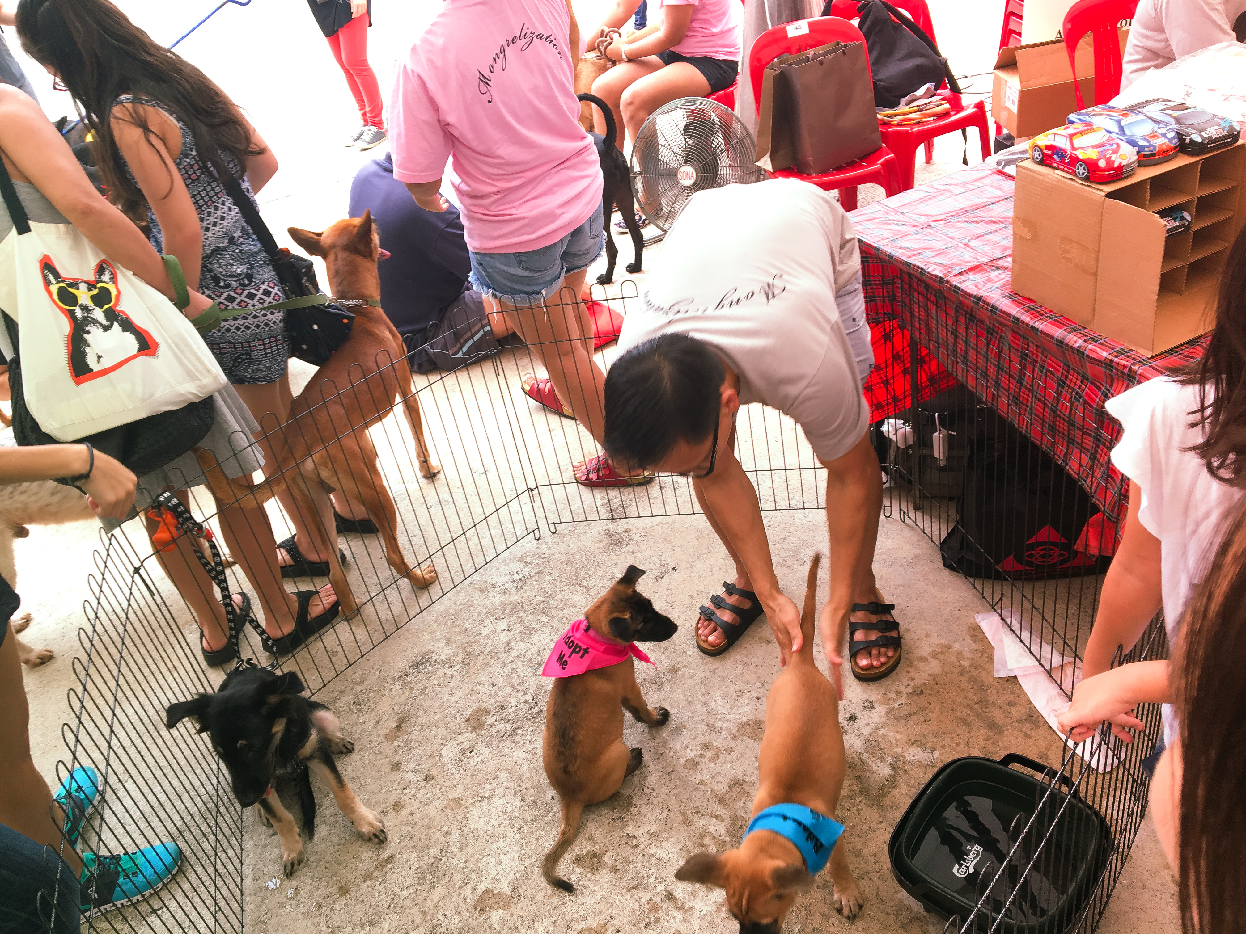 Adoption Drive 2017 - Singapore 7