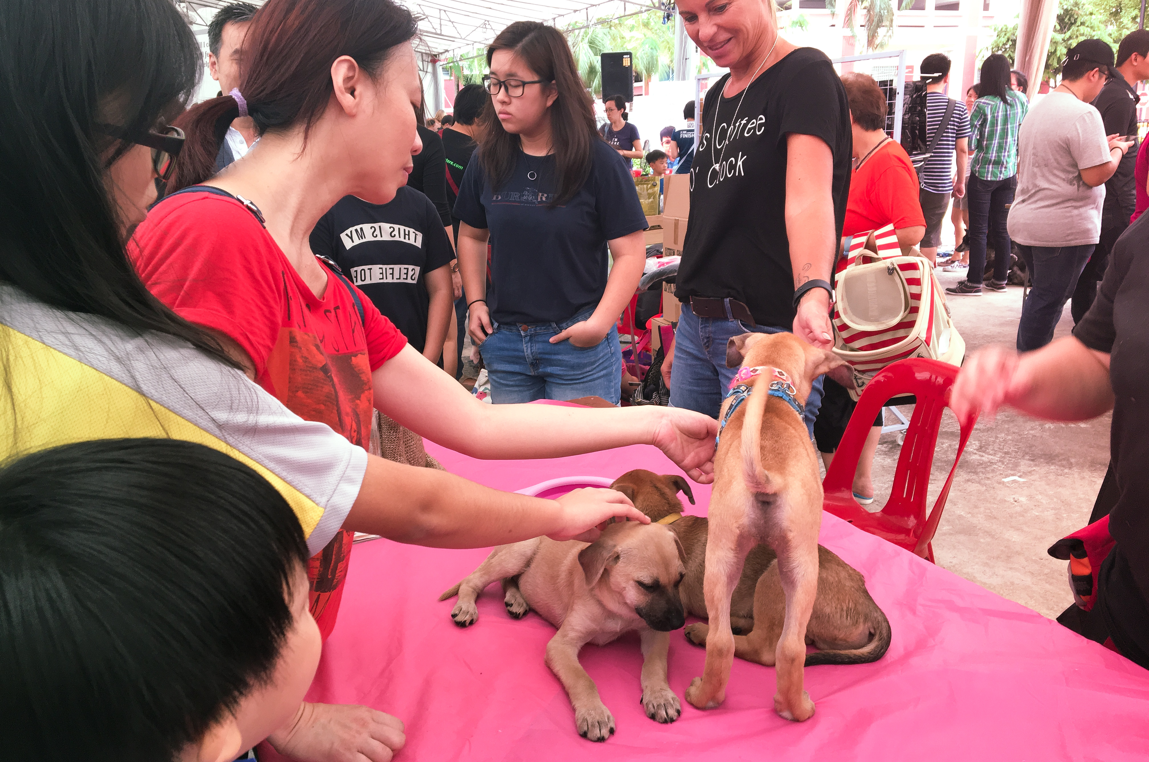 Adoption Drive 2017 - Singapore 3